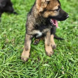 German Shepherd Puppies from Outlier Kennel