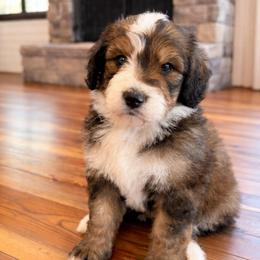 Atlas - Sable male Bernedoodle puppy in Fort Meade, Florida from Baldwin Dood Ranch