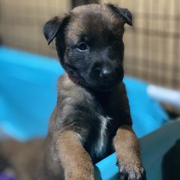 Belgian Malinois and German Shepherd Puppies from Madhouse’s Belgian Malinois and German Shepherds