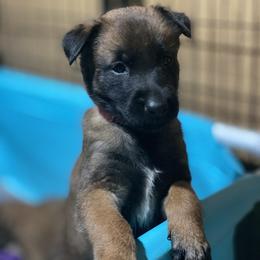 Belgian Malinois and German Shepherd Puppies from Madhouse’s Belgian Malinois and German Shepherds