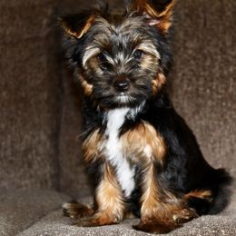 Yorkshire Terrier Puppies from Diamond in a Rough Yorkies