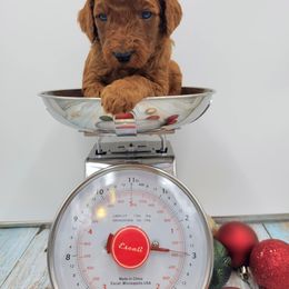 Boy 5 - Poodle puppy in Inman, South Carolina from Raynebow Rose Poodles