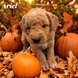 Ariel - Red  female Goldendoodle puppy in Hughesville, Maryland from Fox Run Farm