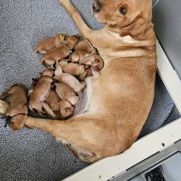 Dilute Retriever and Labrador Retriever Puppies from Nebraska Strong Labradors