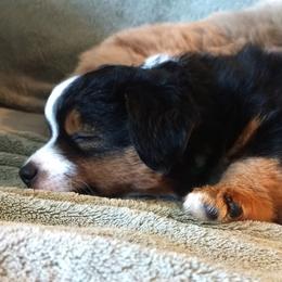 Aussiedoodles, Miniature Australian Shepherds, and Toy Australian Shepherds from Sandy Hill Farm Aussies, LLC