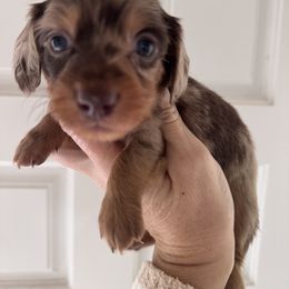 Girl 1 - Dapple female Dachshund puppy in Bentonville, Arkansas from T & D Dachshunds by design