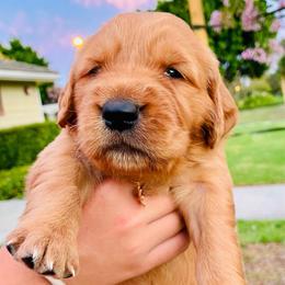 Stella - Dark golden female Golden Retriever puppy in Santa Ana, California from American Golden Retrievers