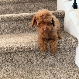 Red Nose - Red  male Poodle puppy in Mint Hill, North Carolina from DoodleForever