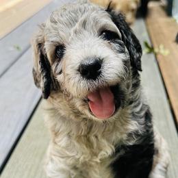 STAR - Merle female Sheepadoodle puppy in Buffalo, Minnesota from Fur-ever Doodles