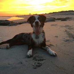 Miniature Australian Shepherd and Toy Australian Shepherd All Grown Up from 2Lazy2P Mini Aussies