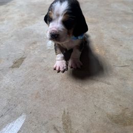 Girl 1 - Black white and brown female Basset Hound puppy in Tahlequah, Oklahoma from HNH Hounds