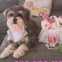 Miniature Schnauzers from Dulce's Schnauzers