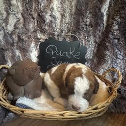 Quake - Brown and white male Saint Berdoodle puppy in Traverse City, Michigan from Bare Paws Saint Berdoodles
