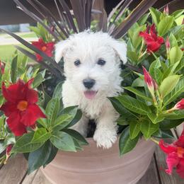 West Highland White Terrier Puppies from S&S Westies