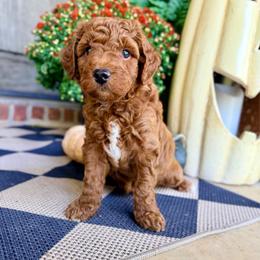 Boy 1 - Red  male Goldendoodle puppy in Philadelphia, Mississippi from Oakie Doodles