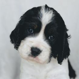 Winter - Black white and tan male English Springer Spaniel puppy in Casa Grande, Arizona from The Spaniel Garden