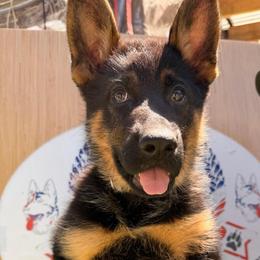 Female ready to go  3,425 - Black and tan female German Shepherd puppy in Hollis Center, Maine from Noble German Shepherds of Maine