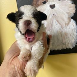 Boy 2 - Chocolate, tan and white male Yorkshire Terrier puppy in Atlantic City, New Jersey from Kim Hoang's Yorkies