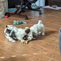 Havanese Puppies from Havanese Puppies of Austin Texas