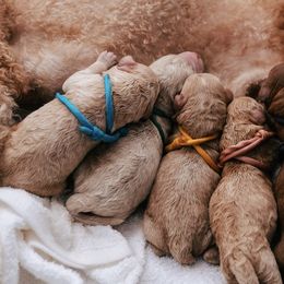 Goldendoodles from The Breakfast Pups