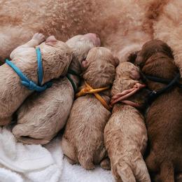 Goldendoodles from The Breakfast Pups