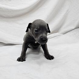 Finn - Blue male Italian Greyhound puppy in Newalla, Oklahoma from Heartland Iggys