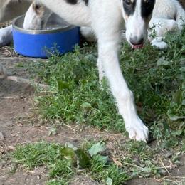 Girl 1 - female Borzoi puppy in Canandaigua, New York from Emerald City Borzoi