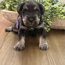 Purple girl 'Boston' - Black and silver female Miniature Schnauzer puppy in Cadiz, Kentucky from Southern Magnolia Schnauzers