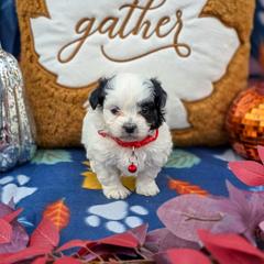 Poodle, Shichon, Shihpoo, Shih Tzu, and Shorkie Puppies from Ever After Tails