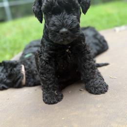Kerry Blue Terrier and Soft Coated Wheaten Terrier Puppies from Cross the Rubicon