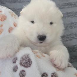 Orange boy - White and biscuit male Samoyed puppy in Elwell, Michigan from Limelight Samoyeds