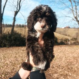 Blue Collar - Brown white and tan male Cockapoo puppy in Richmond, Kentucky from The Doting Doodle