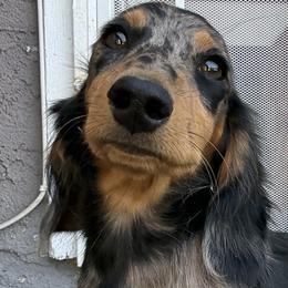 Dachshunds from Kindle & Burrow Dachshunds