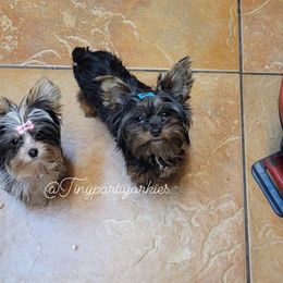 Yorkshire Terrier All Grown Up from Tinypartiyorkies