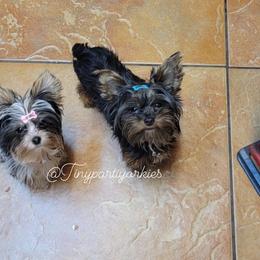 Yorkshire Terrier All Grown Up from Tinypartiyorkies