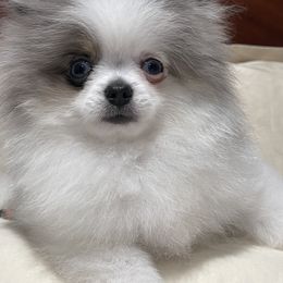 Pomeranian Puppies from Luna Kennel