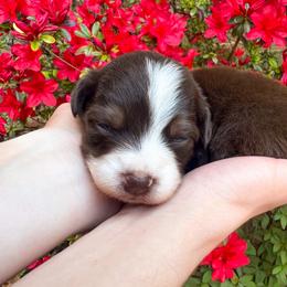 AKC Sundae (Natural Tail) - Red tri-color female Australian Shepherd puppy in Jonesborough, Tennessee from 5AFarms