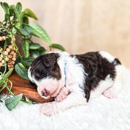 Rocky - Parti male Poodle puppy in Gaylord, Michigan from Dog Mom Co. Poodles