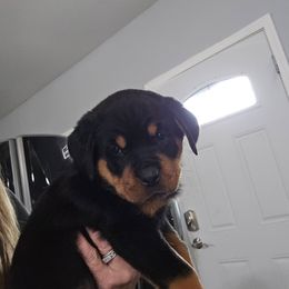 Light pink - Black and mahogany female Rottweiler puppy in Lebanon, Oregon from SOUTH SANTIAM ROTTWEILERS