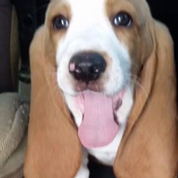 Basset Hounds from Jill's Basset Hounds