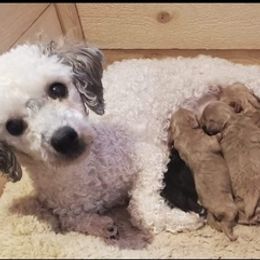 Poodle Puppies from Keta Young