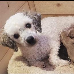 Poodle Puppies from Keta Young