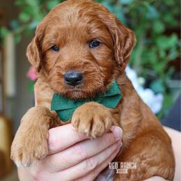 Valor - Red  male Goldendoodle puppy in Salado, Texas from Red Ranch Dogs