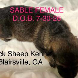 Brie - Sable female German Shepherd puppy in Blairsville, Georgia from Black Sheep German Shepherds