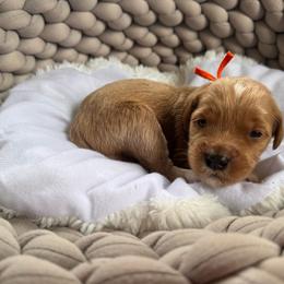 Boss Baby - Red  male Goldendoodle puppy in Rose Hill, North Carolina from Red Door Canines