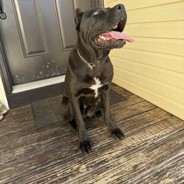 Cane Corso All Grown Up from Silver Summit Cane Corso