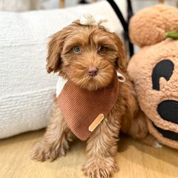 Tiffany - Caramel Australian Labradoodle puppy in Palmdale, California from Doodles_Ko