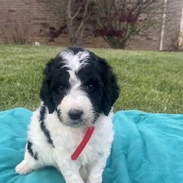 Aussiedoodle, Bernedoodle, and Poodle Puppies from Sis' Doodles & Poodles
