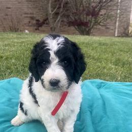 Aussiedoodle, Bernedoodle, and Poodle Puppies from Sis' Doodles & Poodles