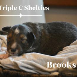 Brooks- Red collar - Sable and white male Shetland Sheepdog puppy in Gladbrook, Iowa from T Triple C Shelties